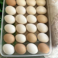 Huevos Orgánicos FRESH EGGS for sale