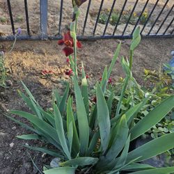 Iris Plants For Sale 