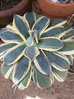 Agaves patonii .