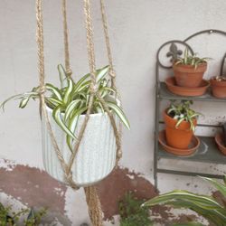 Macrame Spider Plant 