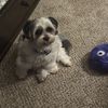 Izzybuff