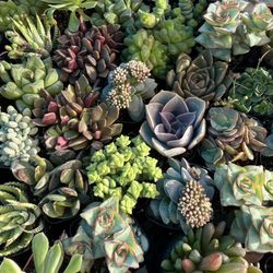 Succulents 