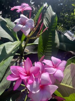 Plumeria