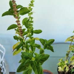 Basil Plants,Basil Leaves,Basil Seeds