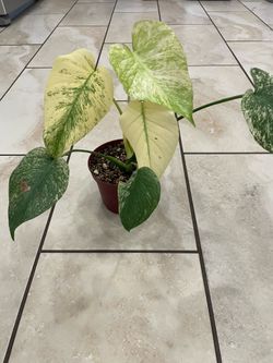Monstera mint white monster plant
