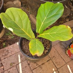 FREE! Small LIVE Fiddle Leaf Fig