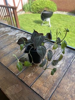 House plant- philo mican