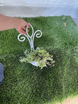 Tradescantia plant with metal stand For $5