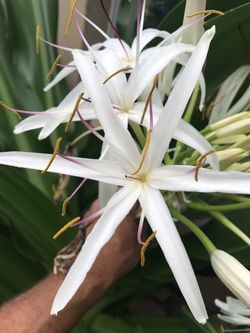 Crinum