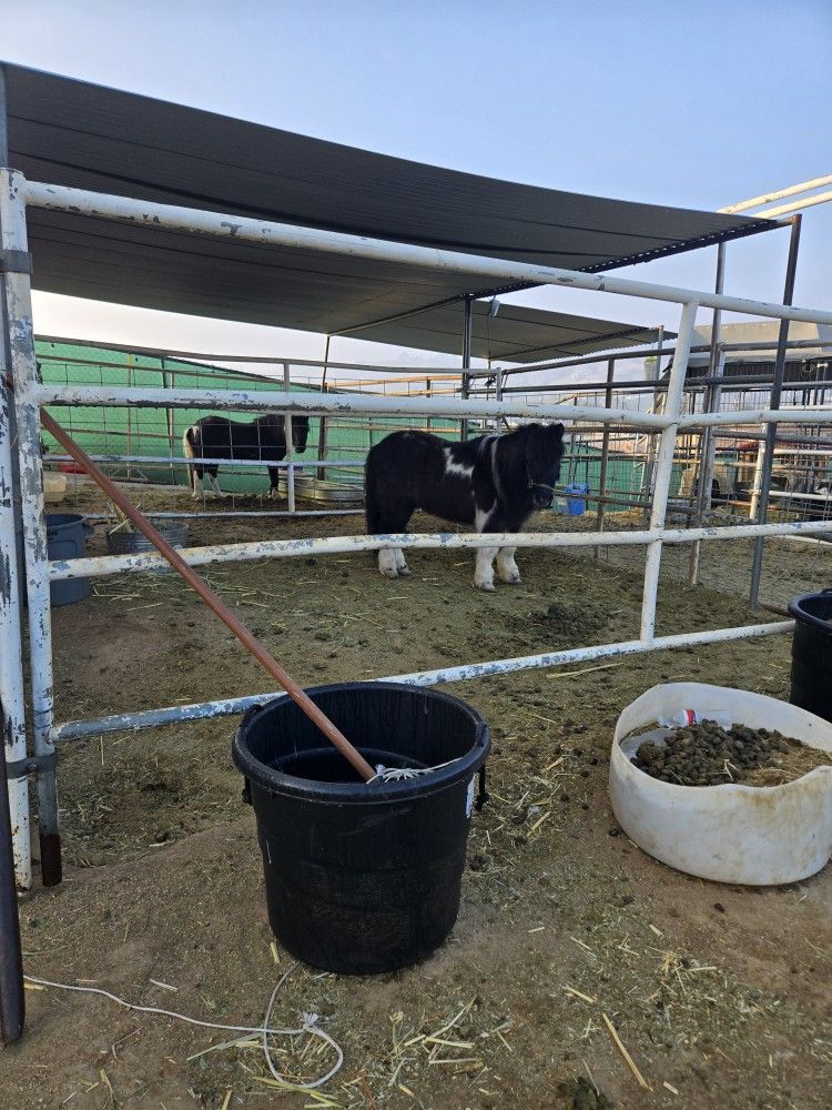 Pony Corral