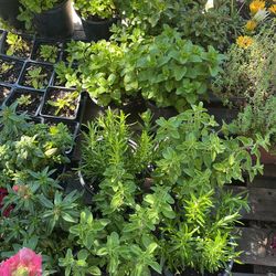 Plantas Aromáticas $9 Cada Una