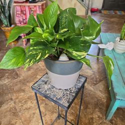 Healthy Pothos In New 7in Ceramic Pot With Shells 