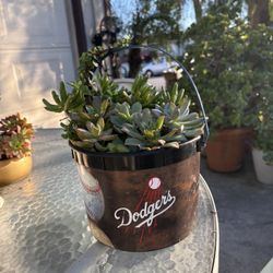 Dodgers Succulent Plant