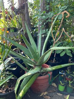 Huge aloe Vera plant