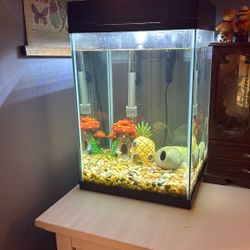 Fish tank with Pleco