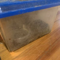 Tomato Frog Tank/ Reptile Tank/ Amphibian Tank!! $50!!