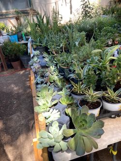 Assorted Succulents