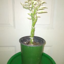 Live Devil's Backbone Plants 