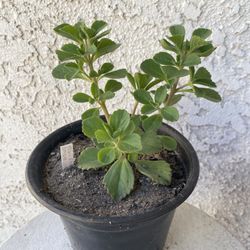 6 Inch Pot Succulent Plant- Plectranthus Neochilus - Mike's Fuzzy Wuzzy - Blue Lobster Flower - Rooted & Established - Drought Resistant - 🪴 