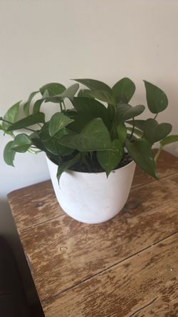 Pothos Plant