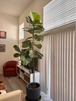 10.5’ fiddle tree