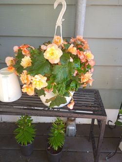 Begonia hanging basket
