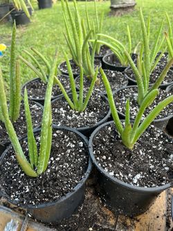 Aloe Vera Plants