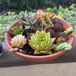 Hand Made Succulents Ceramic Bowl