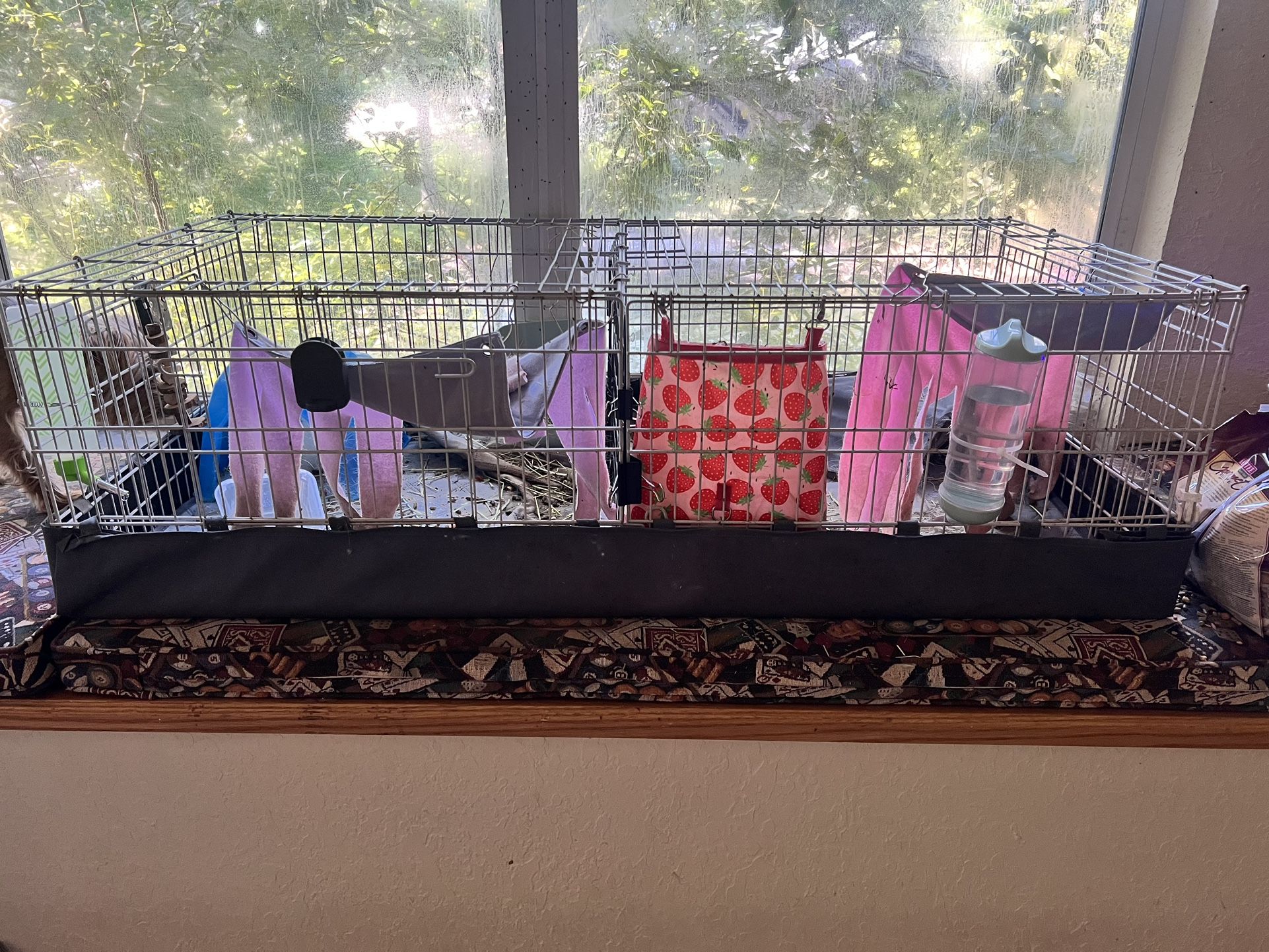 Guinea pigs With Cage And food