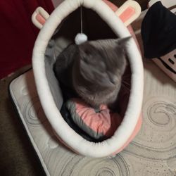 Cat Bed
