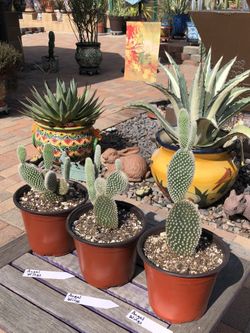 Opuntia ANGEL WINGS Cacti Plants 