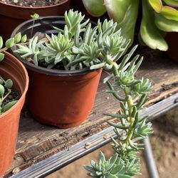 Succulents Plants 4” 🪴