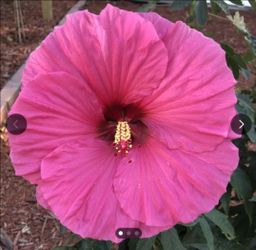Hardy Hibiscus 🌺 Pink
