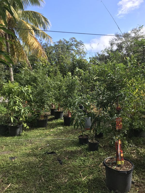 Fruit trees for Sale in Miami, FL OfferUp