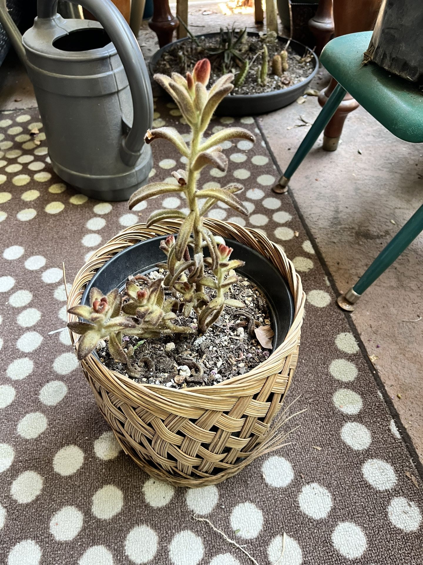 Panda Plant (Kalanchoe tomentosa) – Fuzzy Succulent in Basket