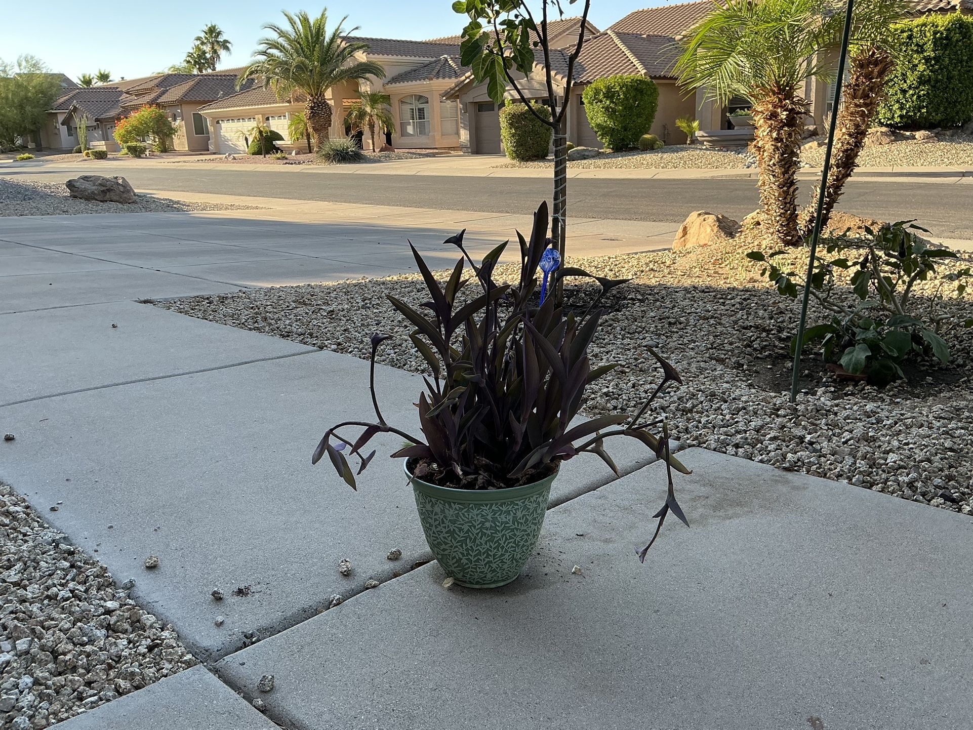 Wandering Jew Pot