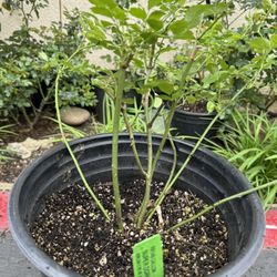 Super Dorothy Rambling Rose