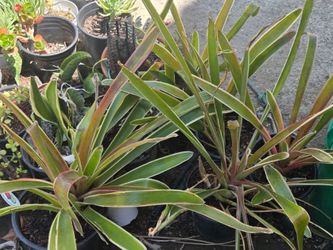 Asstd planlts. Different collections ..all must go moving out