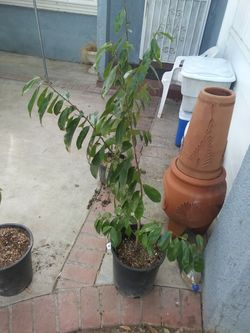 Soursop guanbana