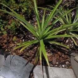 2 Pineapple Plants 30 Inches High