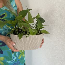 Real Golden Pothos With A Decorative Pot