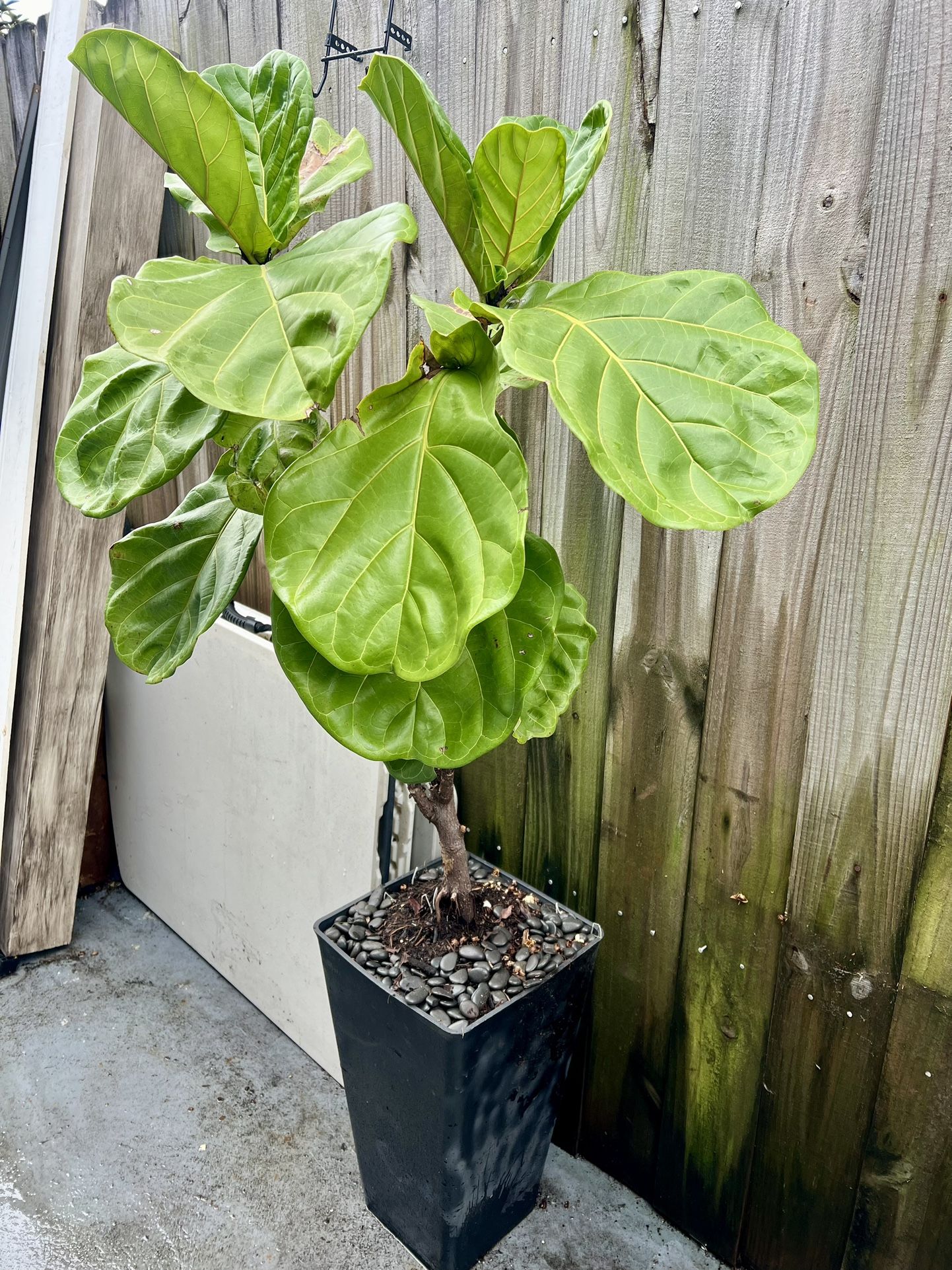 Ficus Pandurata