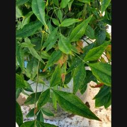 (53) Heavenly bamboo Plant 5 gal red berries