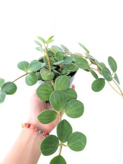 Pepperomia Hope Plant 4" Pot - Indoor House Plants
