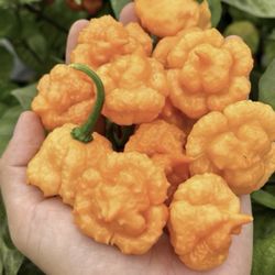 5 Peach Starkist Pepper Plants