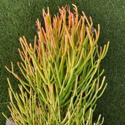 4 Foot Fire Pencil Cactus