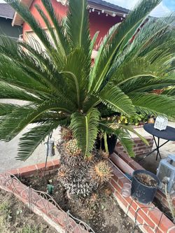 Sago Palm