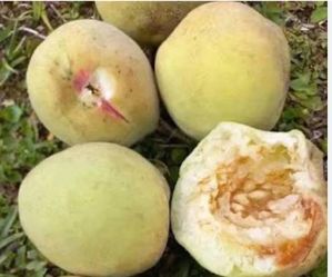 peach tree / $25 each/Arbol De Durazno