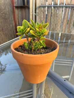 Medium Size Plant