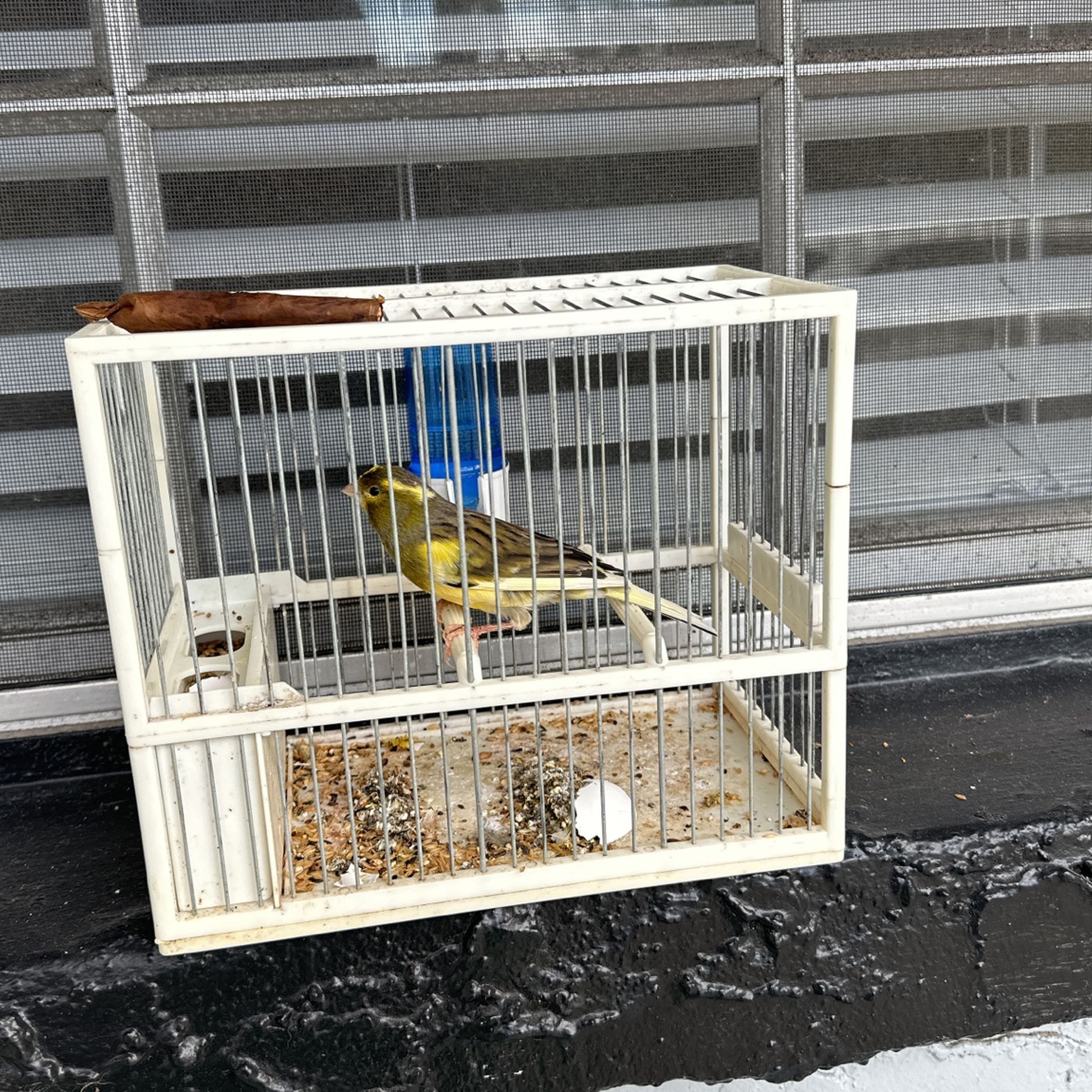 male spanish timbrado canary